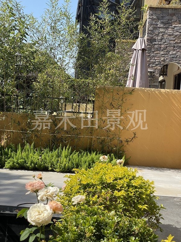在設計別墅花園時如何養(yǎng)好菊花？